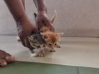 Kittens for Kind Home
