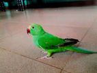 Parrot