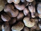Cashew