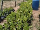 Cashew/Kaju plants