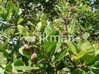 Cashew Nut Plants | බද්ද කජු පැ ළ