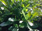 Cashew Plant |කජු පැ ළ