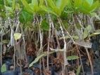 Cashew Plants