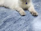 Persian Cat