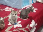 Cat for Kind Home