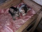 Kitten For a Kind Home