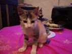 Female Kitten for Kind Home