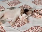 Cat for Kind Home