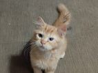 Persian Cat