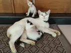 Cat and Two kittens Free