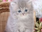 Persian Cat