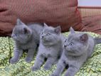 Cat British Shorthair Kitten