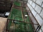 Cat Cage