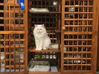Cat Cage