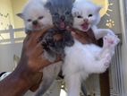 Persian Kitten with Cage