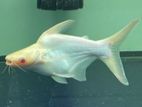 Cat Fish 14" Albino