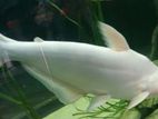 Cat Fish Albino Pair
