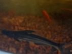 Cat Fish