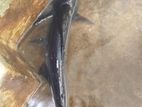 Cat Fish