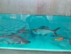 Cat Fish