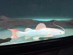 Cat Fish(Albino Red Tail)