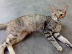Cat for A Kind Home