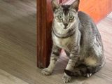 Cat for A Kind Home