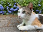 Cat for A Kind Home