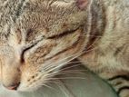 Cat for Kind Home