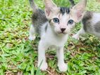 Cat for A Kind Home (kittens)