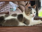 Cat for A Kind Home