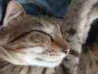 Cat for Kind Home
