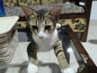 Cat for Kind Home
