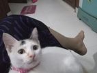 Cat for Kind Home