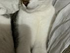 Cat For Adoption