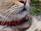 Cat for Kind Home