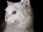 Persian Cat for Crossing