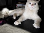 Persian Cat for Crossing