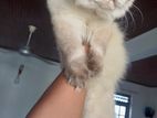 Himalayan Cat for Crossing