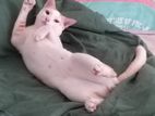 Cat for Kind Home
