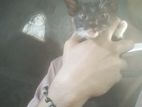 Kittens for Kind Home