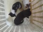 Cat for Kind Home