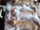 Kittens for Kind Home