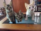 Kittens for Kind Home