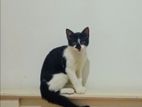 Cat for Free to Kind Home