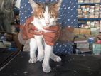 Cat for Kind Home