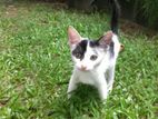 Cat for Kind Home