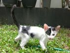 Cat for Kind Home