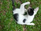 Cat for Kind Home
