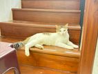Cat for Kind Home